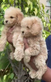 Order Female Poodle Puppy from Kolkata